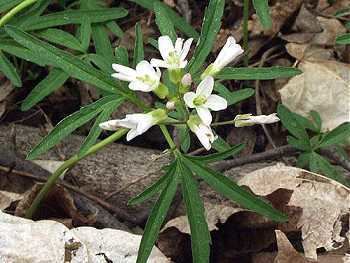 Cardamine concatenata Online Virtual Flora of Wisconsin Cardamine concatenata