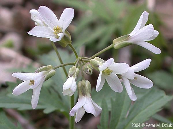 Cardamine concatenata Cardamine concatenata Cutleaf Toothwort Minnesota Wildflowers