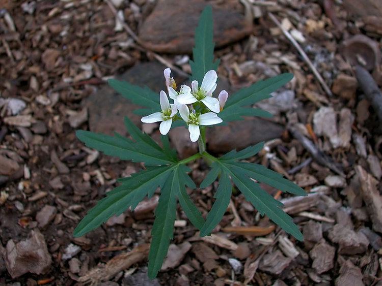 Cardamine concatenata Cardamine concatenata Cutleaved Bittercress Discover Life