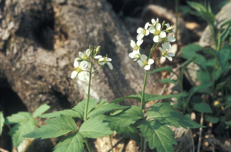 Cardamine diphylla Cardamine diphylla twoleaved toothwort Go Botany