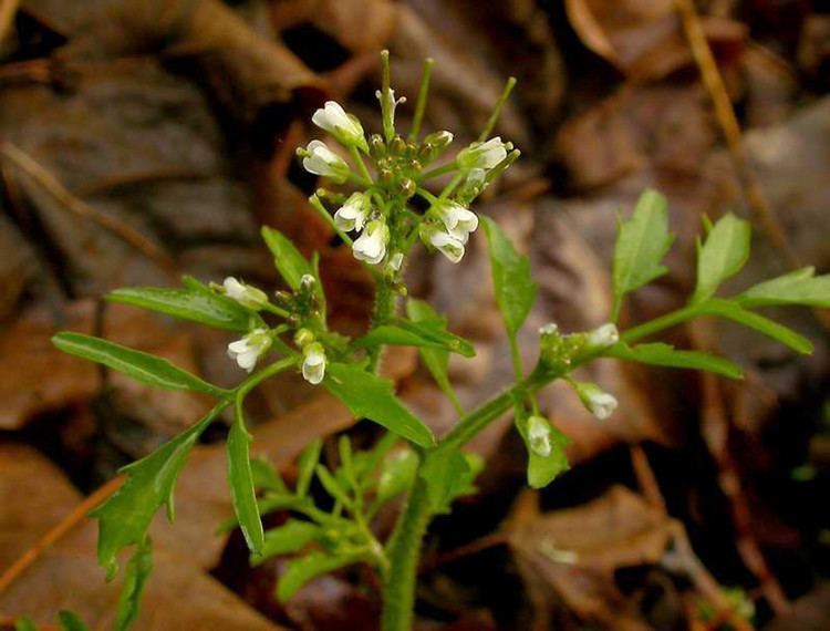 Cardamine flexuosa Cardamine flexuosa wavy bittercress Go Botany