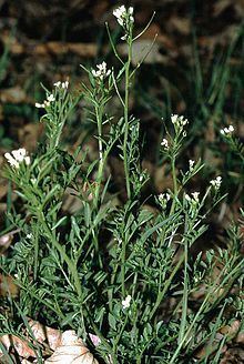 Cardamine flexuosa httpsuploadwikimediaorgwikipediacommonsthu