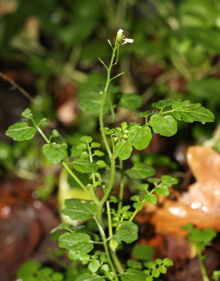 Cardamine flexuosa Wavy Bittercress Cardamine flexuosa NatureSpot