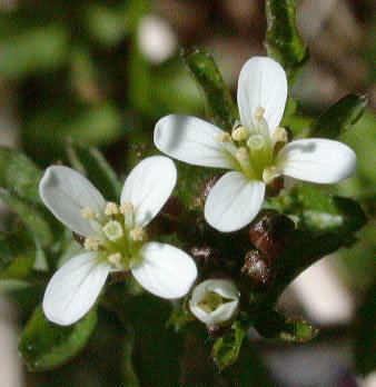 Cardamine flexuosa Cardamine flexuosa