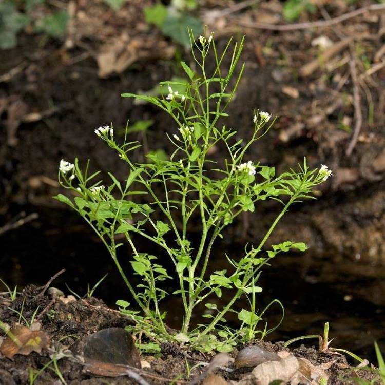 Cardamine flexuosa Cardamine flexuosa With woodland bittercress