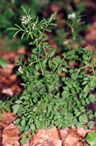 Cardamine flexuosa Cardamine flexuosa Wavy bittercress Cardamine sylvatica