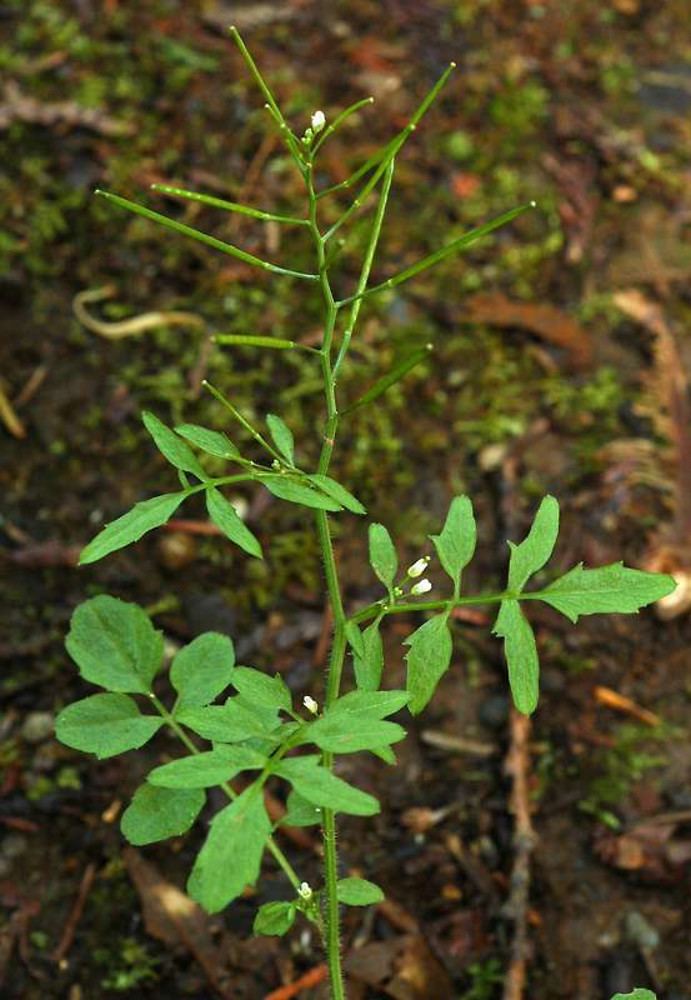 Cardamine flexuosa Cardamine flexuosa wavy bittercress Go Botany