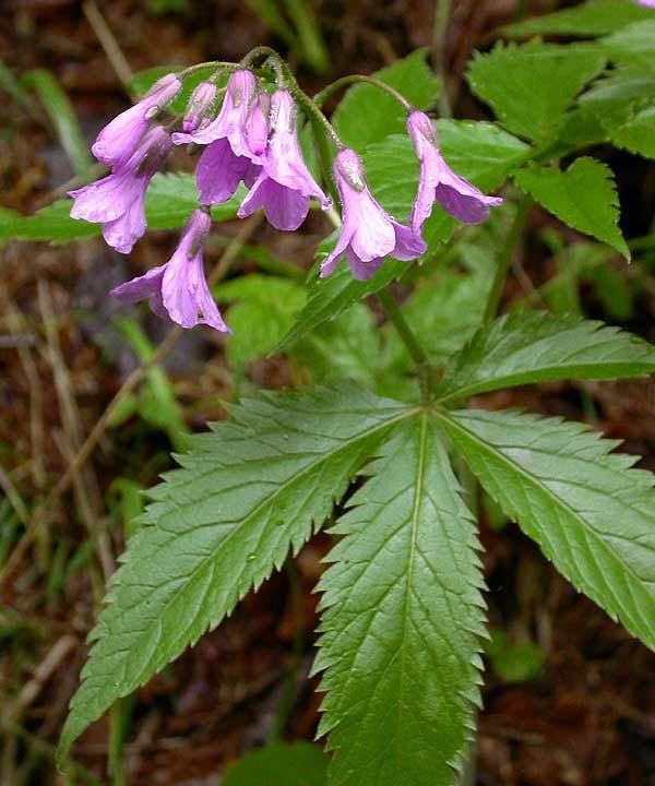 Cardamine pentaphyllos Cardamine pentaphyllos