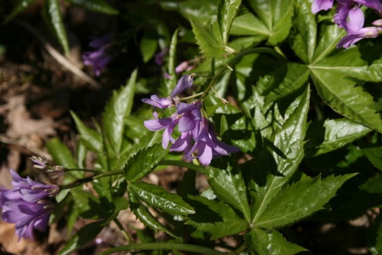 Cardamine pentaphyllos FileCardaminepentaphyllosflowersJPG Wikimedia Commons