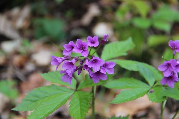 Cardamine pentaphyllos Panoramio Photo of Cardamine pentaphyllos