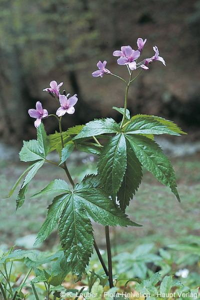 Cardamine pentaphyllos Cardamine pentaphyllos L Crantz