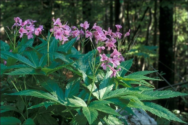 Cardamine pentaphyllos CalPhotos Cardamine pentaphyllos Fiveleaved Coralwort