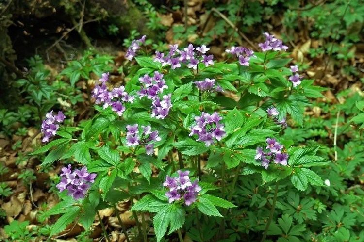 Cardamine pentaphyllos Dentaire digite Cardamine pentaphyllos