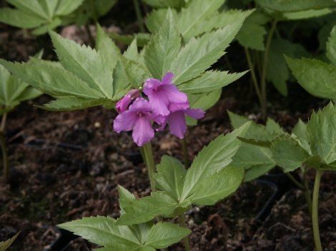 Cardamine pentaphyllos readymade266jpg