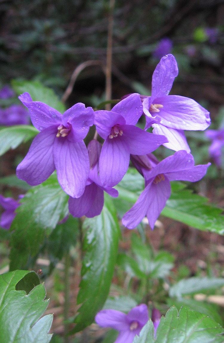 Cardamine pentaphyllos Dentaria Cardamine pentaphyllos Photos Diagrams amp Topos