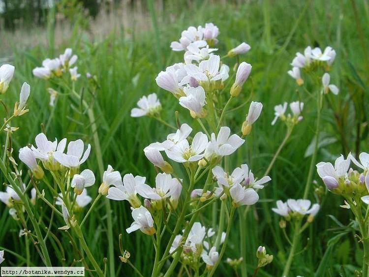 Cardamine pratensis medicinal herbs CUCKOO FLOWER Cardamine pratensis