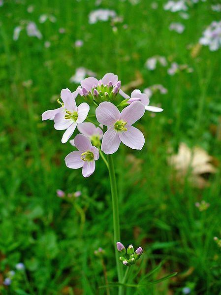 Cardamine pratensis wwwpfaforgAdminPlantImagesCardaminePratensis2JPG