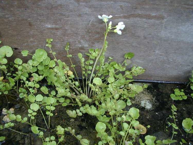 Cardamine pratensis Cardamine Pratensis Cuckoo Flower