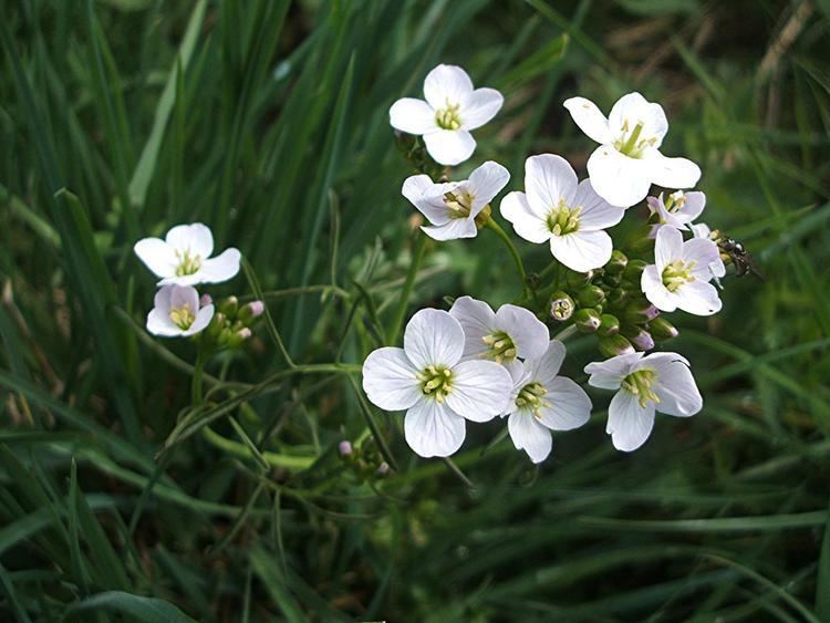 Cardamine pratensis Cuckooflower Cardamine pratensis NatureSpot