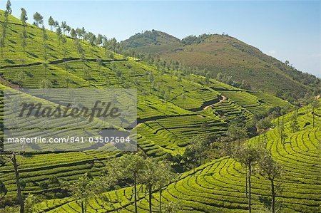 Cardamom Hills Tea plantations dotted with silver oak trees covering the Cardamom