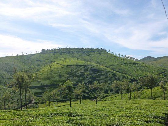 Cardamom Hills Cardamom Hills Kerala Top Tips Before You Go TripAdvisor