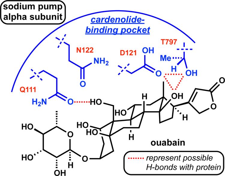 Cardenolide modern steroid science Parallel Evolution of Insensitivity to