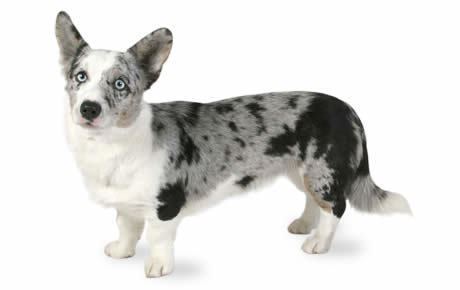 Cardigan Welsh Corgi Cardigan Welsh Corgi Dog Breed Information Pictures