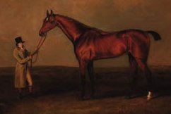 Cardinal Beaufort (horse)