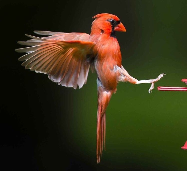 Cardinal (bird) Cardinals Cardinal Pictures Cardinal Facts National Geographic