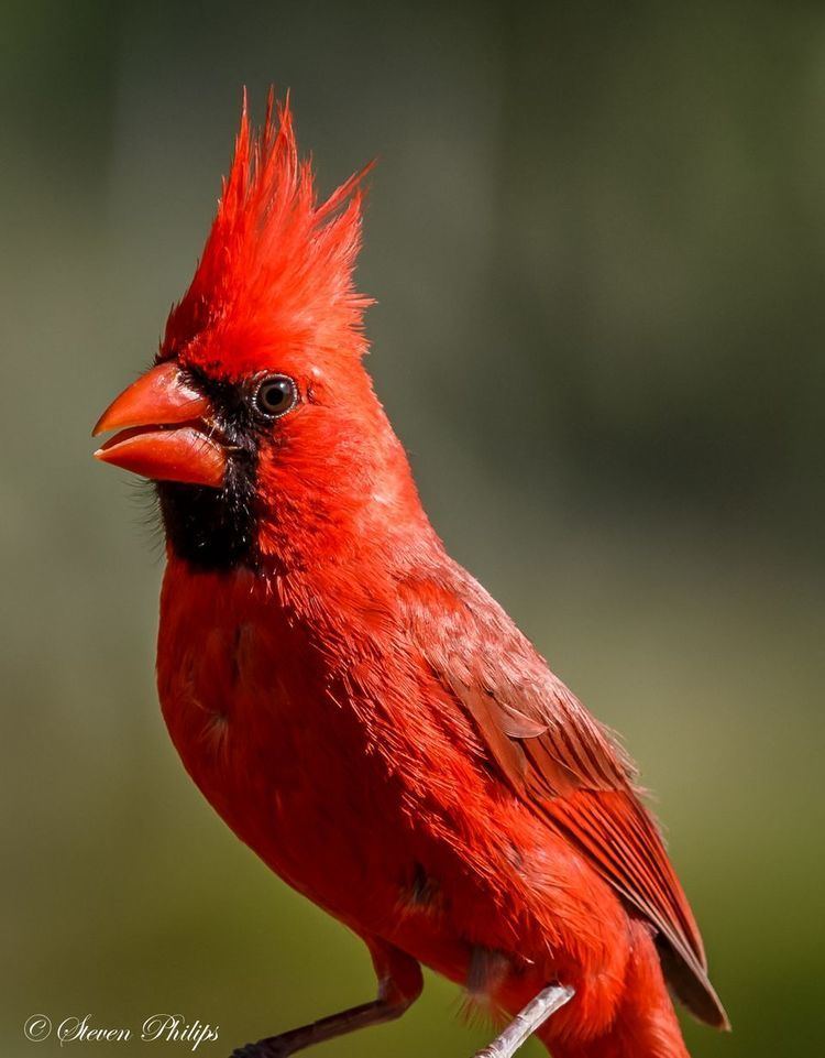 Cardinal (bird) yourshotnationalgeographiccomussfQYSUbVftsT7