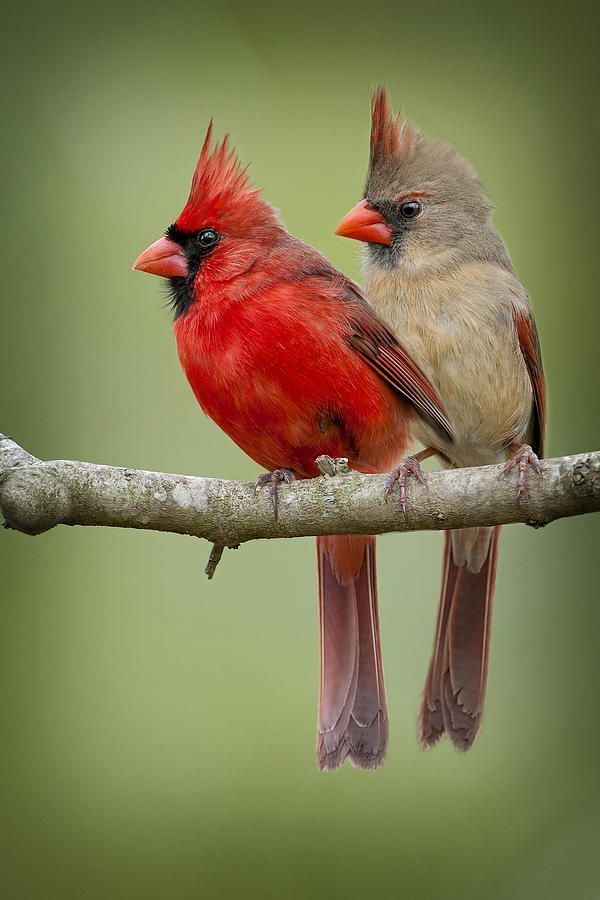 Cardinal (bird) 1000 ideas about Cardinal Birds on Pinterest Cardinals Northern