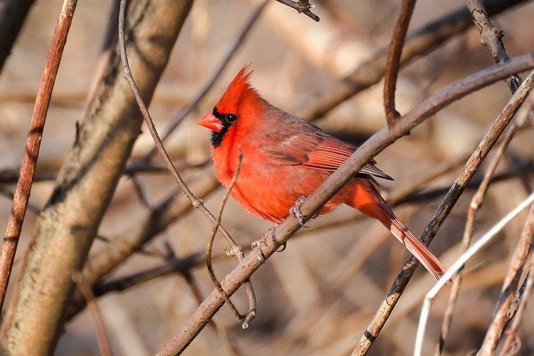 Cardinal bird (male)
