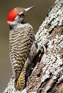Cardinal woodpecker httpsuploadwikimediaorgwikipediacommonsthu
