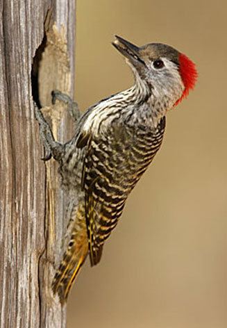Cardinal woodpecker Dendropicos fuscescens Cardinal woodpecker