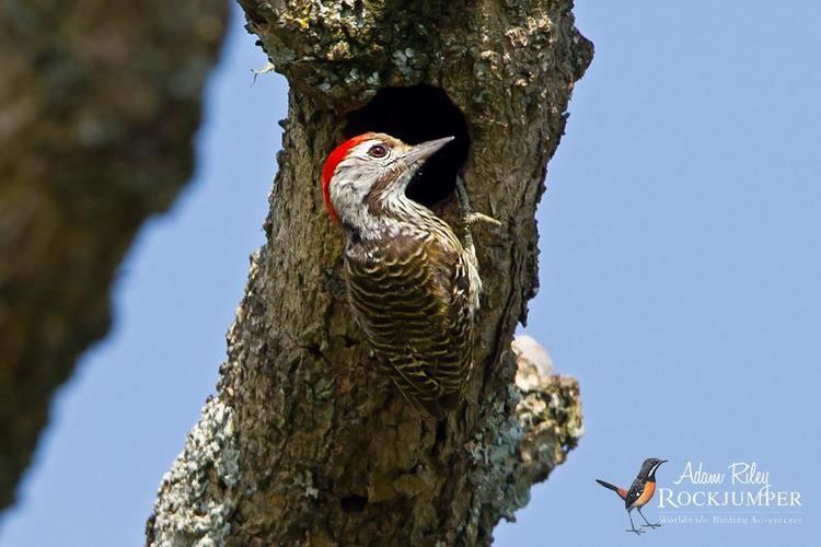 Cardinal woodpecker Cardinal Woodpecker Dendropicos fuscescens videos photos and