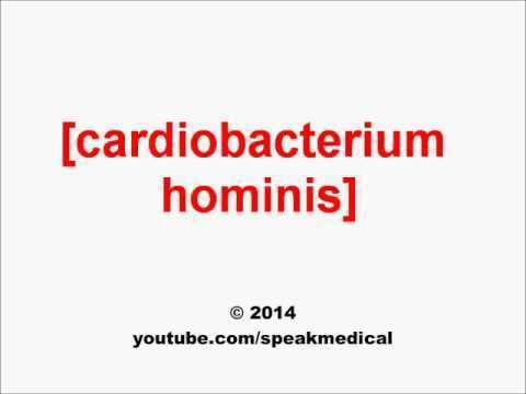 Cardiobacterium hominis Pronounce Cardiobacterium hominis SpeakMedical YouTube