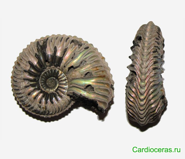 Cardioceras Genus Cardioceras