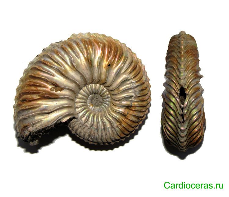 Cardioceras Genus Cardioceras