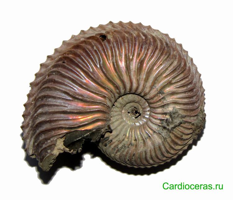 Cardioceras Ammonites family Cardioceratidae