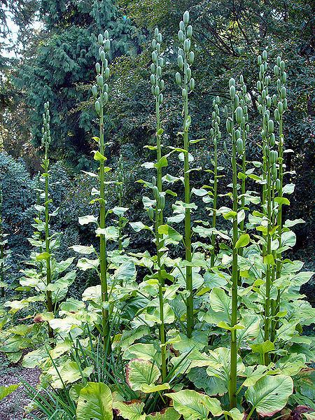 Cardiocrinum Cardiocrinum giganteum PFAF Plant Database