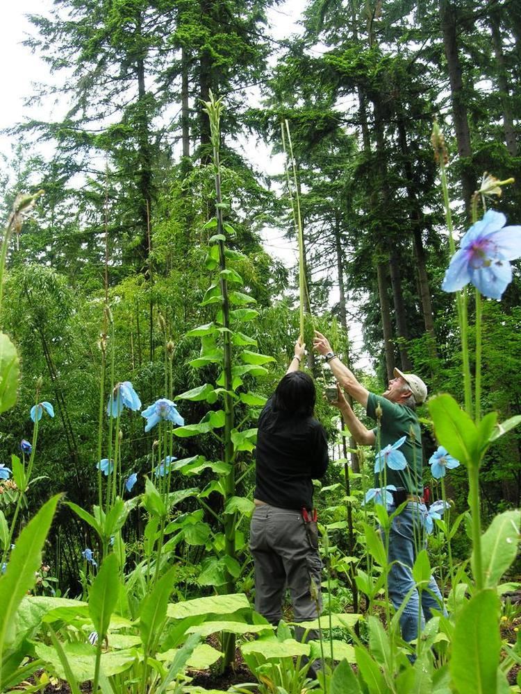 Cardiocrinum Cardiocrinum giganteum is reaching to the sky Rhododendron