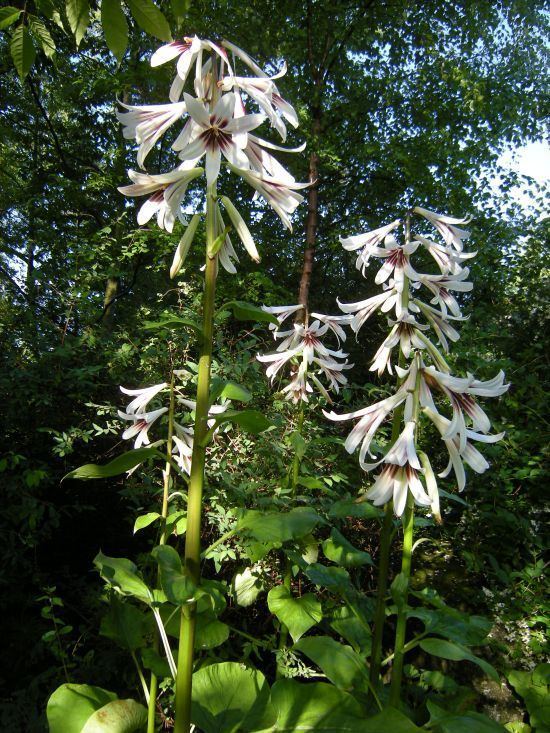 Cardiocrinum Cardiocrinum Botanics Stories