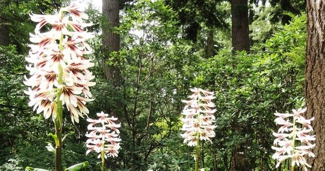 Cardiocrinum Cardiocrinum giganteum is reaching to the sky Rhododendron