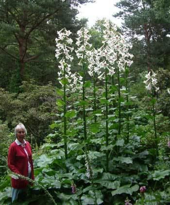 Cardiocrinum giganteum Plant of the Month July 2010