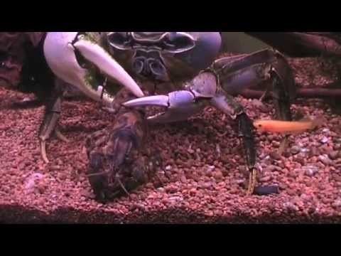 Cardisoma armatum y big cardisoma armatum eats crayfish YouTube