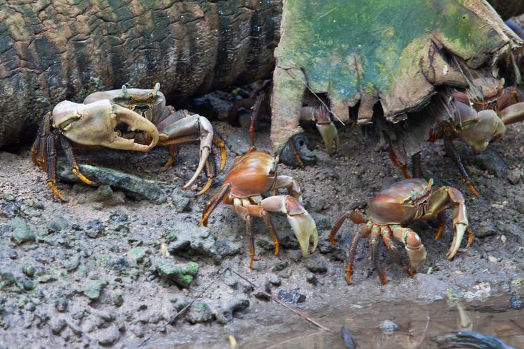 Cardisoma carnifex Cardisoma carnifex crabs c Island Conservation Protect Palmyra