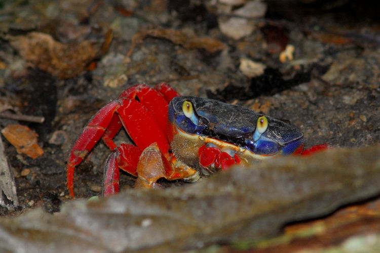 Cardisoma crassum Land Crab Cardisoma crassum Manuel Antonio National Park Flickr