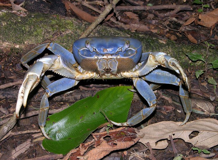 Cardisoma guanhumi Blue land crab Cardisoma guanhumi Bocas del Toro Panam Flickr