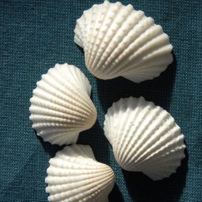 Cardita Threetoothed Cardita Bivalve Shells Coastal Living