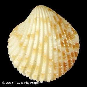 Carditidae CARDITIDAE Shells For Sale Conchology Inc